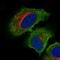 Chromosome 19 Open Reading Frame 71 antibody, NBP2-14650, Novus Biologicals, Immunofluorescence image 