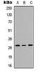 Ribosomal Protein L7 antibody, LS-B14304, Lifespan Biosciences, Western Blot image 