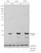 Di-Methyl-Histone H3 antibody, 720098, Invitrogen Antibodies, Western Blot image 