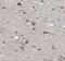 C1q And TNF Related 4 antibody, FNab02065, FineTest, Immunohistochemistry frozen image 