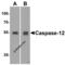 Caspase-12 antibody, 2327, ProSci, Western Blot image 