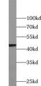 U2AF Homology Motif Kinase 1 antibody, FNab09244, FineTest, Western Blot image 