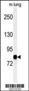 M3K11 antibody, 61-820, ProSci, Western Blot image 