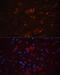 Solute Carrier Family 17 Member 7 antibody, 16-881, ProSci, Immunofluorescence image 