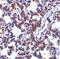 B Cell Receptor Associated Protein 31 antibody, PA5-20194, Invitrogen Antibodies, Immunohistochemistry frozen image 