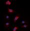 Coagulation Factor XIII B Chain antibody, orb393280, Biorbyt, Immunofluorescence image 