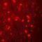 NLR Family Pyrin Domain Containing 6 antibody, orb75487, Biorbyt, Immunofluorescence image 