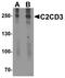 C2 Calcium Dependent Domain Containing 3 antibody, A08841, Boster Biological Technology, Western Blot image 