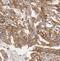 Pancreatic alpha-amylase antibody, FNab00383, FineTest, Immunohistochemistry frozen image 