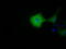 Myo-Inositol Oxygenase antibody, TA501475, Origene, Immunofluorescence image 