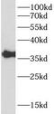 Pro-interleukin-16 antibody, FNab04223, FineTest, Western Blot image 
