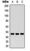 Sperm-associated antigen 5 antibody, orb234895, Biorbyt, Western Blot image 