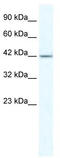 Zinc Finger Protein 70 antibody, TA339535, Origene, Western Blot image 