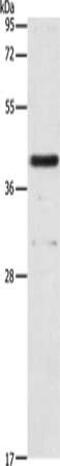 Platelet Activating Factor Acetylhydrolase 2 antibody, CSB-PA134978, Cusabio, Western Blot image 