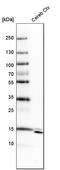 Synaptojanin-2-binding protein antibody, HPA000866, Atlas Antibodies, Western Blot image 