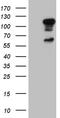Elf1 antibody, TA811233, Origene, Western Blot image 