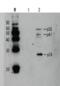 HIV-1 gp24 antibody, 65-004, BioAcademia Inc, Western Blot image 