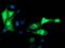 Microtubule-associated protein RP/EB family member 2 antibody, orb179003, Biorbyt, Immunocytochemistry image 