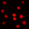 Protein DBF4 homolog A antibody, LS-C353288, Lifespan Biosciences, Immunofluorescence image 