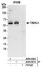 Potassium channel subfamily K member 5 antibody, A304-446A, Bethyl Labs, Immunoprecipitation image 
