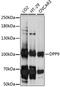 Dipeptidyl peptidase 9 antibody, LS-C750516, Lifespan Biosciences, Western Blot image 