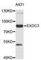 Exocyst Complex Component 3 antibody, STJ111223, St John