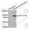 Sp1 Transcription Factor antibody, AP0231, ABclonal Technology, Western Blot image 