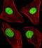 L3MBTL Histone Methyl-Lysine Binding Protein 1 antibody, orb373535, Biorbyt, Immunofluorescence image 