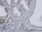 Extra Spindle Pole Bodies Like 1, Separase antibody, H00009700-M01, Novus Biologicals, Immunohistochemistry frozen image 