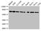 Heat Shock Protein Family A (Hsp70) Member 8 antibody, CSB-PA03249A0Rb, Cusabio, Western Blot image 