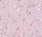 Zinc Finger CCCH-Type Containing 12B antibody, 5675, ProSci, Immunohistochemistry frozen image 