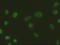 Epithelial Cell Adhesion Molecule antibody, TA500056S, Origene, Immunofluorescence image 