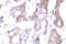 ETS domain-containing protein Elk-1 antibody, LS-C176004, Lifespan Biosciences, Immunohistochemistry paraffin image 