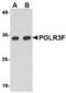 RNA Polymerase III Subunit F antibody, TA306617, Origene, Western Blot image 