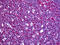 Regulator Of G Protein Signaling 3 antibody, 51-796, ProSci, Immunohistochemistry frozen image 
