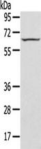Selenoprotein N antibody, TA351642, Origene, Western Blot image 