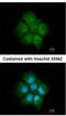 Tankyrase 1 Binding Protein 1 antibody, NBP2-20561, Novus Biologicals, Immunocytochemistry image 