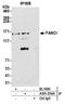 Fanconi anemia group I protein antibody, A301-254A, Bethyl Labs, Immunoprecipitation image 