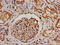 Proline Dehydrogenase 1 antibody, CSB-PA018744LA01HU, Cusabio, Immunohistochemistry paraffin image 