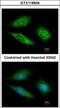 Obg Like ATPase 1 antibody, GTX118604, GeneTex, Immunocytochemistry image 