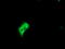 Methionine aminopeptidase 2 antibody, M03648, Boster Biological Technology, Immunofluorescence image 