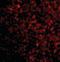 STEAP3 Metalloreductase antibody, orb87360, Biorbyt, Immunofluorescence image 