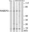 Rabaptin, RAB GTPase Binding Effector Protein 2 antibody, PA5-39381, Invitrogen Antibodies, Western Blot image 