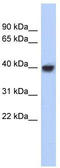 Purine Rich Element Binding Protein A antibody, TA332049, Origene, Western Blot image 
