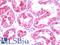 Laminin subunit beta-3 antibody, LS-B10764, Lifespan Biosciences, Immunohistochemistry frozen image 