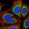 Elongation factor G, mitochondrial antibody, HPA061405, Atlas Antibodies, Immunocytochemistry image 