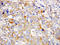 Platelet Factor 4 antibody, LS-C312605, Lifespan Biosciences, Immunohistochemistry paraffin image 
