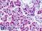 Sialic acid synthase antibody, LS-B8963, Lifespan Biosciences, Immunohistochemistry frozen image 