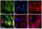 Mouse IgG (H+L) antibody, A24513, Invitrogen Antibodies, Immunofluorescence image 