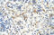 Mov10 RISC Complex RNA Helicase antibody, 28-501, ProSci, Immunohistochemistry frozen image 